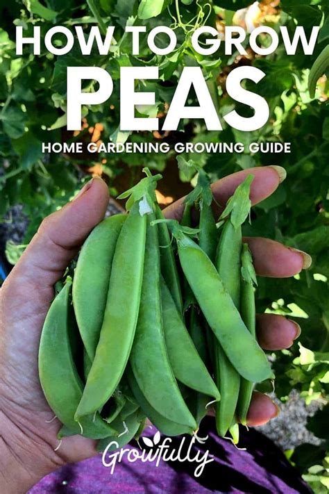 How And When To Plant Peas — Cool Season Gardens Growfully
