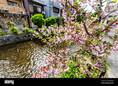 Kyoto Kiyamachi Dori Neighborhood Area Street In Spring With Takase