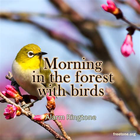 Morning In The Forest With Birds Ringtone Free Download