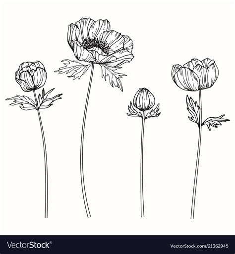 Anemone Flower Drawing Royalty Free Vector Image