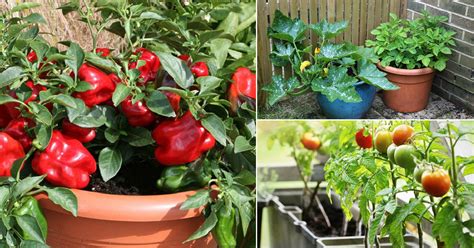 8 Best Summer Vegetables To Grow In Pots Summer