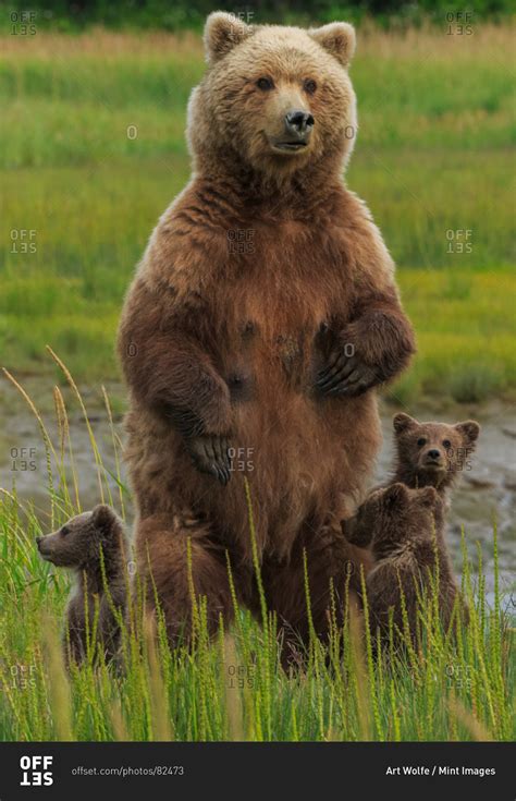 Mother Bear Protecting Her Cubs Stock Photo Offset