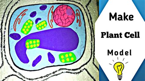Cell wall (plant cells only): Simple and Easy way to make plant cell model | 3d ...