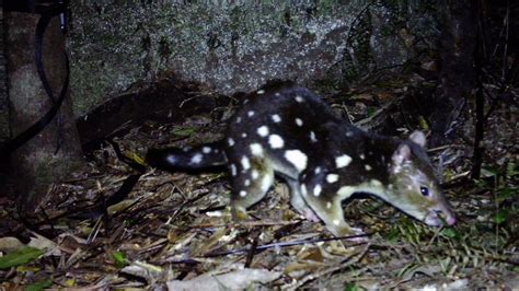 Far North Spotted Tailed Quoll Population Endangered The Cairns Post