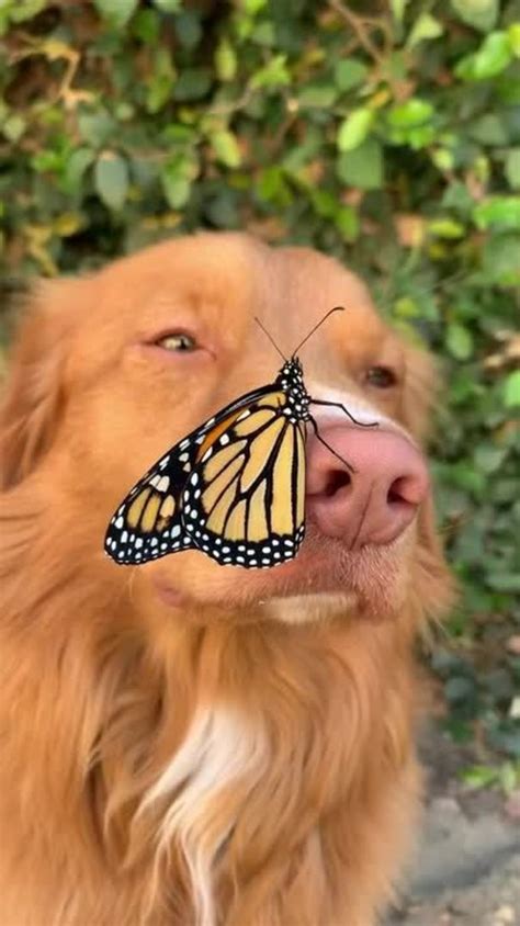 Dog Stays Very Still While Butterfly Sits On Their Nose Jukin Media Inc