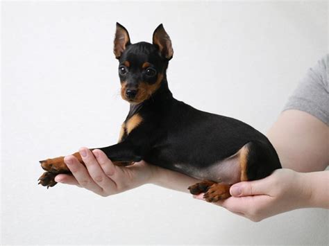 Miniature Pinscher Dog Male Black Rust 3613442 My Next Puppy