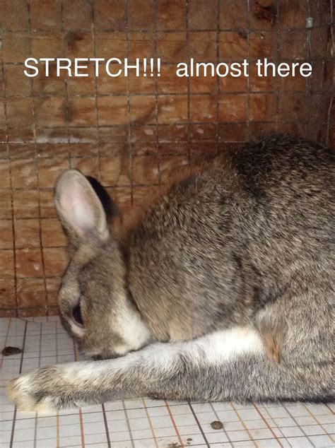 My Bunny Bobo Stretching Bunny Funny Stretches
