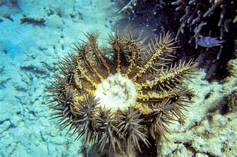 Crown Of Thorns Starfish Media Encyclopedia Of Life