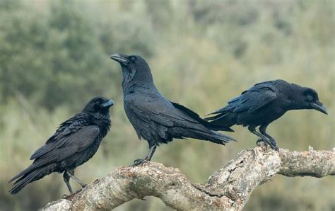 Crows Hold Funerals But Not Exactly To Honor Their Dead Cultura Colectiva