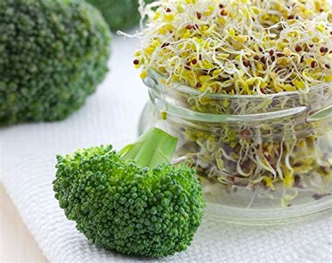 Broccoli Seeds For Sprouting 4 Ounces Non Gmo Verified Kosher