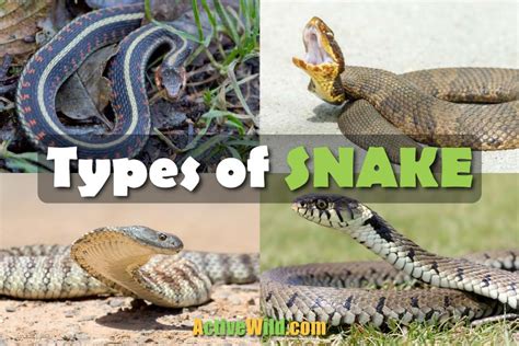 Types Of Snakes Snake Families And Notable Species With Pictures And Facts