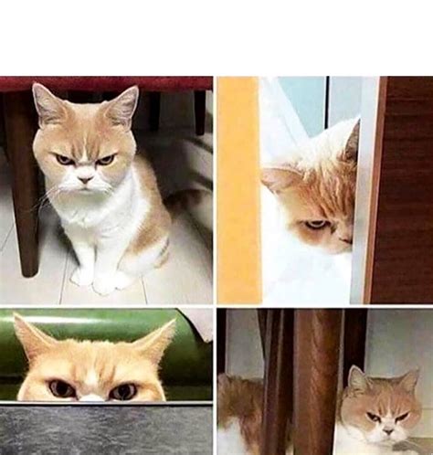 Angry Cat Blank Template Imgflip