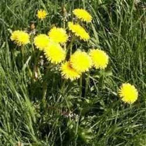 The yellow flowers appear during the summer and usually have 5. Top 10 List of Weeds That You are Most Likely to Find in ...