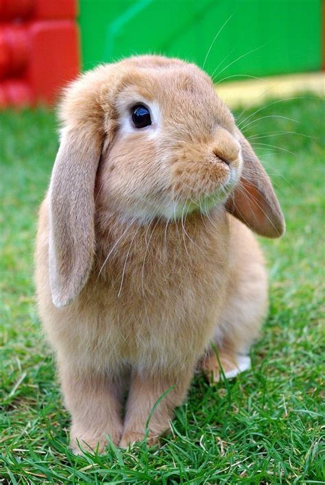 Schöne Tiere 64 Cute Bunny Pictures Pet Bunny Rabbits Cute Baby Bunnies