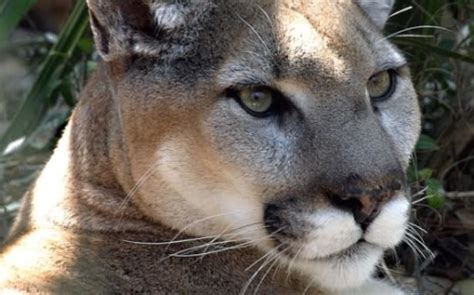 Eastern Cougar Is Officially Extinct Or Is It