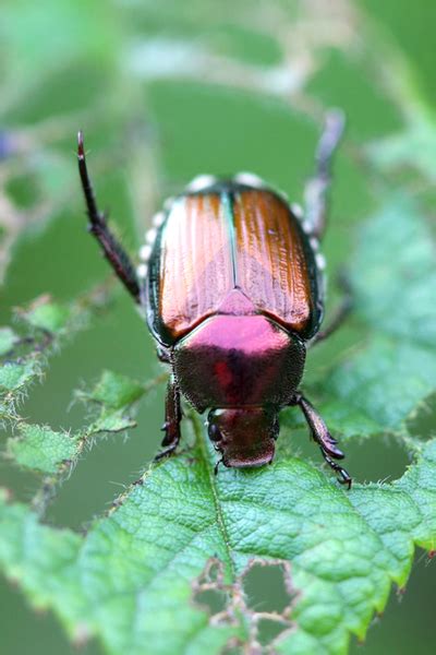 3 Secrets To Stop Garden Pests Naturally How To Keep
