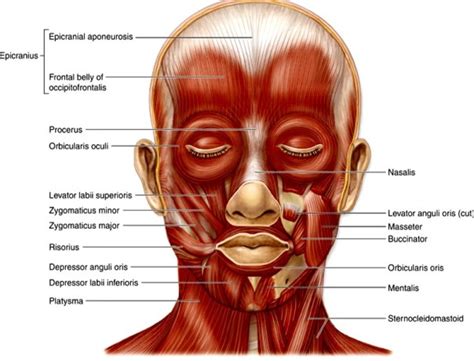 Face Muscles Anatomyqa