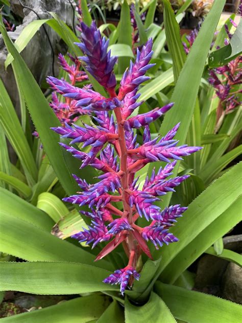 This Stunning Pink And Purple Flower In This Bromeliad Plant Pinkplants