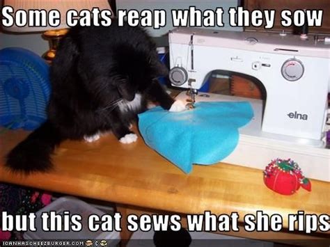 Funny Pictures Cat Has Sewing Machine Sewing Humor Cool