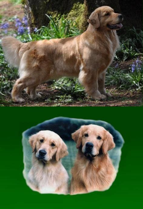 He is a bit skinny, so will need to put on a few pounds. Shyan Goldens~ Golden Retriever Breeder Oregon ~ Golden ...