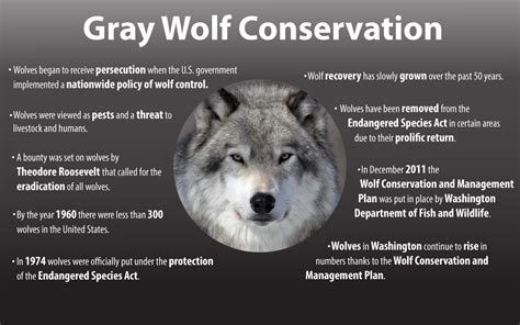 Wolf Conservation In Washington State