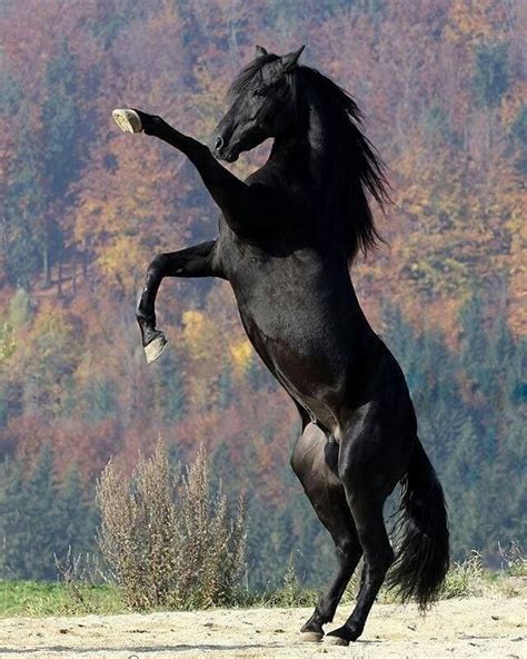 Majestic Horse Majestic Animals Black Horses Wild Horses Dark Horse