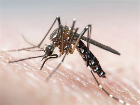 No Zika Virus Cases In Oman Moh