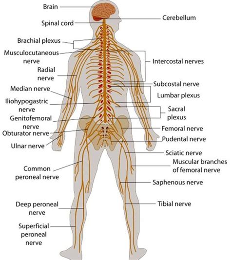 Nervous System Model Human Body Systems Nervous System Projects My