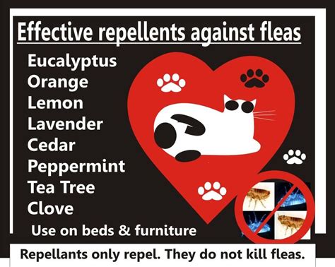 To Repel Fleas Fleas Household Items Repellent