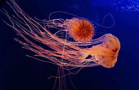 How Do Jellyfish Eat What Do They Eat Animal Dome