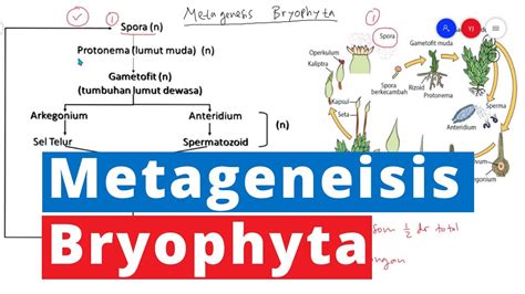 Metagenesis Bryophyta Lumut Kingdom Plantae Biologi Kelas 10 YouTube