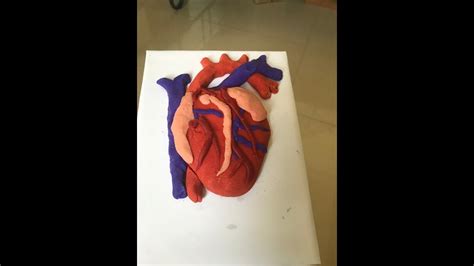 A Clay Model Of Heart Youtube