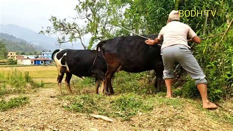 Bull And Cow Sex Power Full Bull Mating Mates Cow Cattle First Time