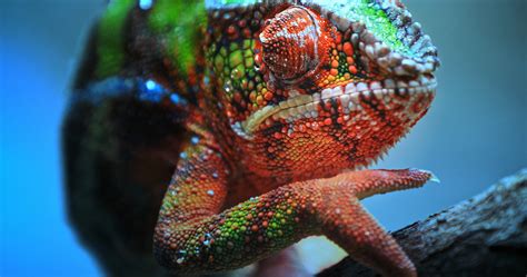 Close Up Macro View Of Chameleon Tropical Lizard With Colorful Textured
