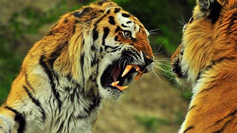 Tigers Roaring Wild Animal Desktop Wallpaper 1920x1080 Download