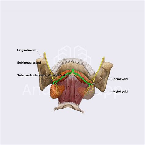 Submandibular Duct Whartons Duct Salivary Glands Head And Neck