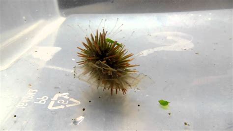 Baby Sea Urchin Flips Itself Right Side Up Youtube