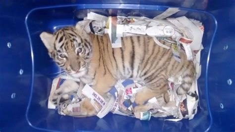 California Teenager Who Smuggled Tiger Cub From Mexico Sentenced To Six