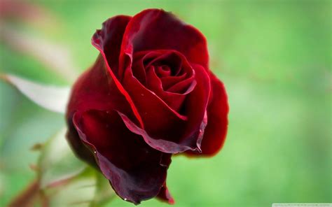 Single Red Rose Wallpapers Wallpaper Cave