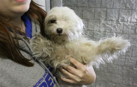 Over 80 Dogs Rescued From Puppy Mills In Ok And In Need Of Homes Life