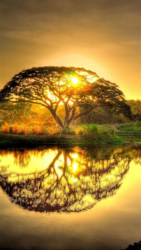 Sunset Pond Trees Landscape Wallpaper 1080x1920