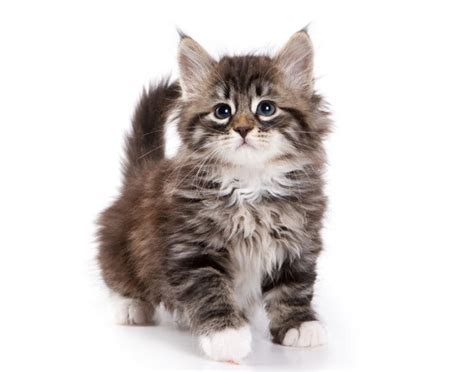 Pictures Of Cute Fuzzy Kittens Slideshow