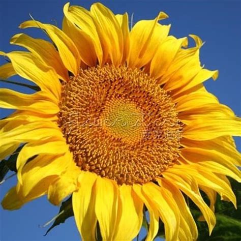 Tak hanya sebagai bunga yang memiliki banyak fungsi seperti sebagai camilan sehat dan dapat menghasilkan minyak yang bermanfaat, saat ini. 18+ Bunga Matahari Raksasa - Galeri Bunga HD