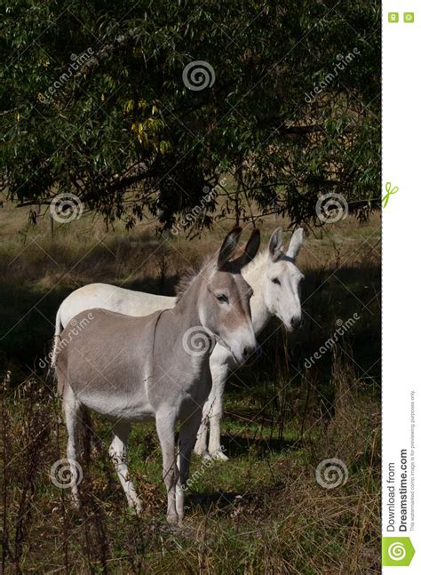 Donkeys Grazing In A Field Stock Image Image Of Animal 76078127