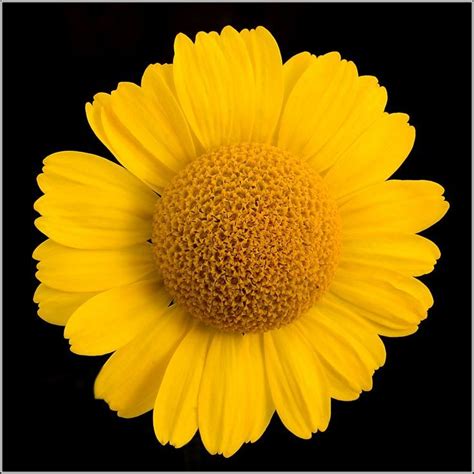 38 Best All Things Yellow Images On Pinterest Yellow Yellow Things