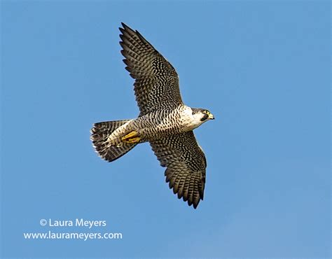 Peregrine Falcon In Flight Laura Meyers Nature Photograpylaura Meyers