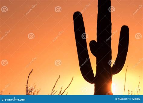 Saguaro Silhouetted At Sunset Stock Image Image Of Succulent Sunrise