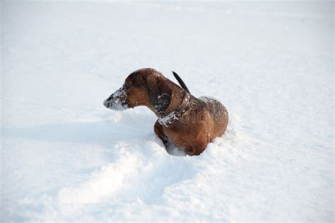 Young Red Haired Dachshund Runs And Plays With A Toy In Deep Snow In A