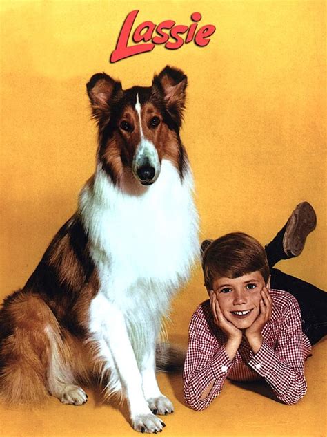 Lassie Serie Tv Di Grande Successo Qui Con Curiosità Video E Foto