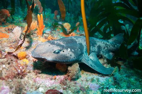 Cephaloscyllium Laticeps Draughtboard Shark Reeflifesurvey Com